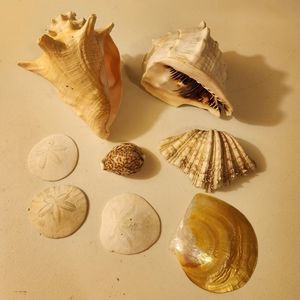 SEA SHELLS LOT,LARGE